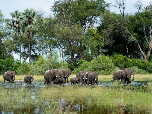 Wildlife Conservation – Protecting Nature, Preserving Our Future