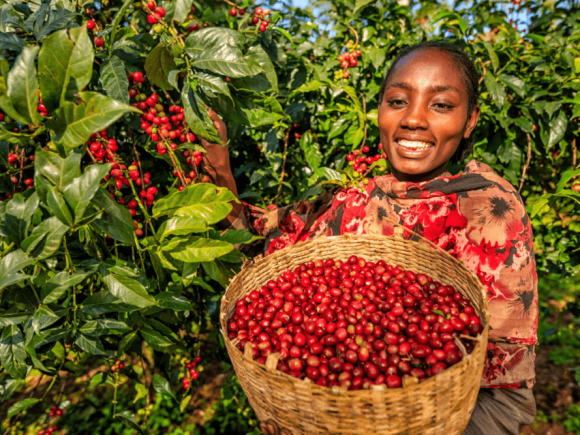 Agricultural Enterprise, Trade and Development: A Golden Bullet for Africa’s Transformation